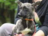 Chiot femelle de 8 mois à accueillir