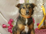 Chiot femelle de 8 mois disponible à l'adoption