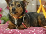 Chiot femelle de 8 mois disponible à l'adoption