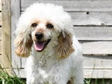 Caniche mâle adulte à vendre LOF de juin 2021