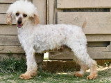 Caniche mâle adulte à vendre LOF de juin 2021