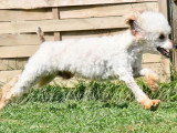 Caniche mâle adulte à vendre LOF de juin 2021