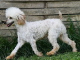Caniche mâle adulte à vendre LOF de juin 2021