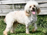 Caniche mâle adulte à vendre LOF de juin 2021