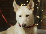 Chien d'un an en attente d'adoption