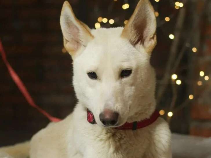 Chien d'un an en attente d'adoption