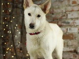 Chien d'un an en attente d'adoption