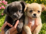 Deux chiots Chihuahua poils longs nés mars 2026 non LOF à vendre