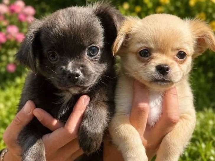 Deux chiots Chihuahua poils longs nés mars 2026 non LOF à vendre
