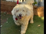 Chien Bichon Frisé blanc de 3 ans à adopter