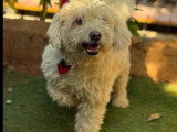 Chien Bichon Frisé blanc de 3 ans à adopter