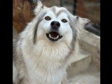 Chienne Husky de Sibérie grise et blanche de 6 ans en quête d'un foyer
