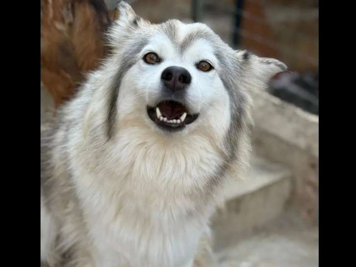 Chienne Husky de Sibérie grise et blanche de 6 ans en quête d'un foyer