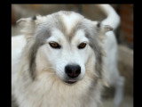 Chienne Husky de Sibérie grise et blanche de 6 ans en quête d'un foyer
