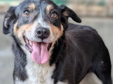 Chien tricolore de 3 ans à la recherche d'une famille