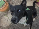 Chien Berger tricolore de 2 ans disponible à l'adoption