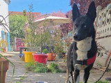 Chien Berger tricolore de 2 ans disponible à l'adoption