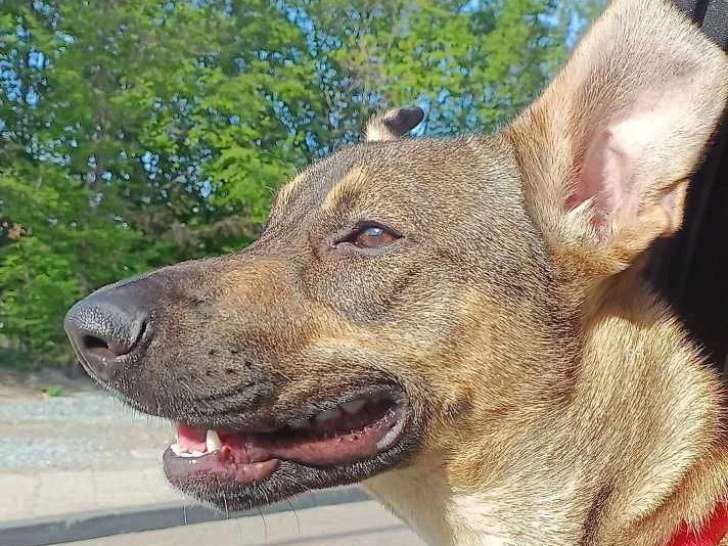 Chien Berger Créole fauve de 2 ans en attente d'un foyer