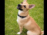Chien Shiba au pelage fauve d'un an disponible à l'adoption