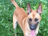 Chien Berger Malinois fauve de 5 ans en attente d'un foyer