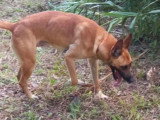Chien Berger Malinois fauve de 5 ans en attente d'un foyer