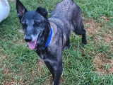 Chienne Berger au pelage fauve charbonné de 5 ans à adopter