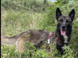 Chienne Berger Malinois au pelage fauve charbonné de 2 ans en attente d'adoption