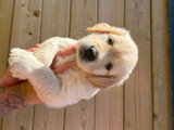 Chiots Golden Retriever à vendre