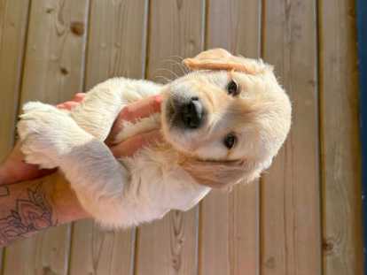 Chiots Golden Retriever à vendre