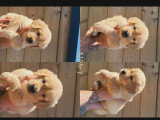 Chiots Golden Retriever à vendre