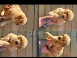 Chiots Golden Retriever à vendre