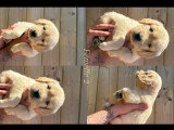 Chiots Golden Retriever à vendre