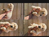 Chiots Golden Retriever à vendre