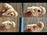 Chiots Golden Retriever à vendre