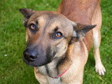 Chien Berger Malinois fauve d'un an à la recherche d'une famille