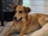 Chienne Labrador au pelage sable de 2 ans disponible à l'adoption