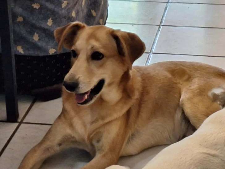 Chienne Labrador au pelage sable de 2 ans disponible à l'adoption