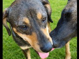 Chien au pelage pluricoloré de 2 ans disponible à l'adoption
