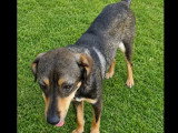 Chien au pelage pluricoloré de 2 ans disponible à l'adoption