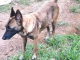 Chienne Berger Malinois au pelage fauve charbonné d'un an en quête d'un foyer