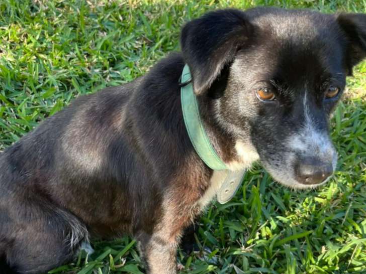 Chienne de 11 ans au pelage noir en quête d'un foyer bienveillant