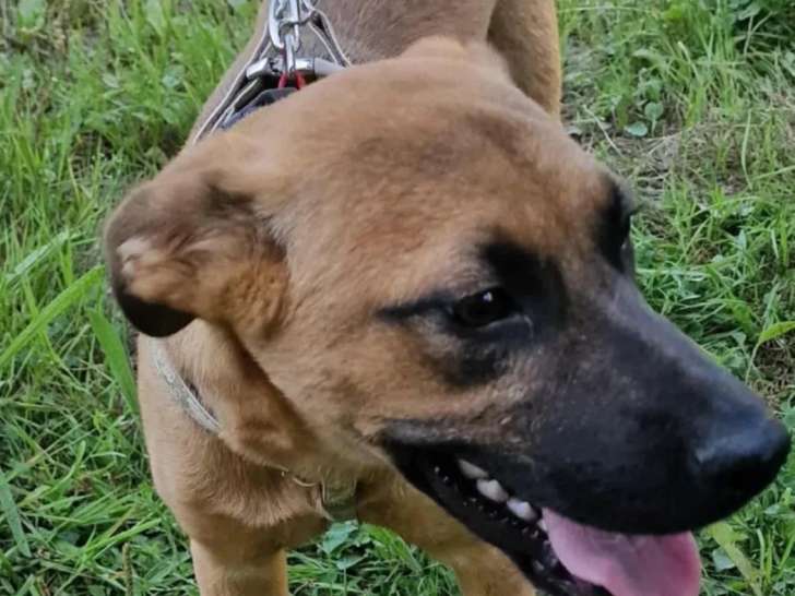 Chien fauve d'un an disponible à l'adoption