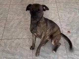 Chienne Berger au pelage bringé d'un an en attente d'adoption