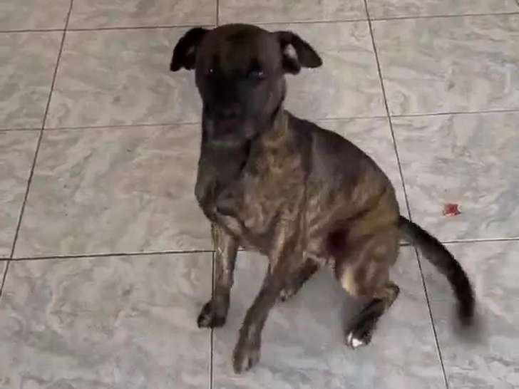 Chienne Berger au pelage bringé d'un an en attente d'adoption