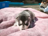 7 chiots Pomsky F3 non LOF nés en avril 2026 à réserver