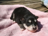7 chiots Pomsky F3 non LOF nés en avril 2026 à réserver