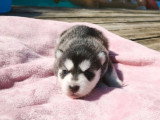 7 chiots Pomsky F3 non LOF nés en avril 2026 à réserver