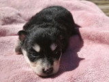 7 chiots Pomsky F3 non LOF nés en avril 2026 à réserver
