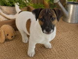 3 chiots Jack Russell  non LOF nés en février 2026 à vendre