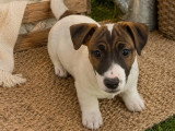 3 chiots Jack Russell  non LOF nés en février 2026 à vendre